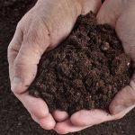 Soil Vs Mulch Vs Rocks - How To Make The Right Choice For Your Landscaping